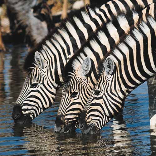 Zebra's Zuid-Afrika