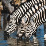 Zebra's Zuid-Afrika