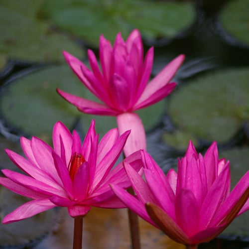 Bloemen Sri Lanka