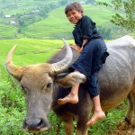 Jongen Op Os Vietnam