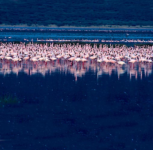 Lake Nakuru Nationaal Park, flamingo's