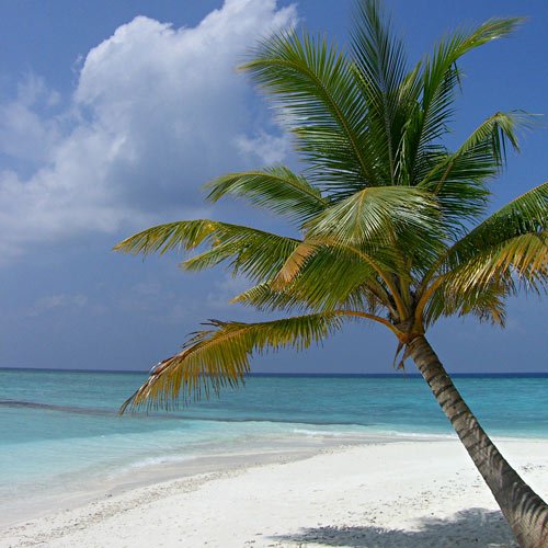 Palmboom Malediven