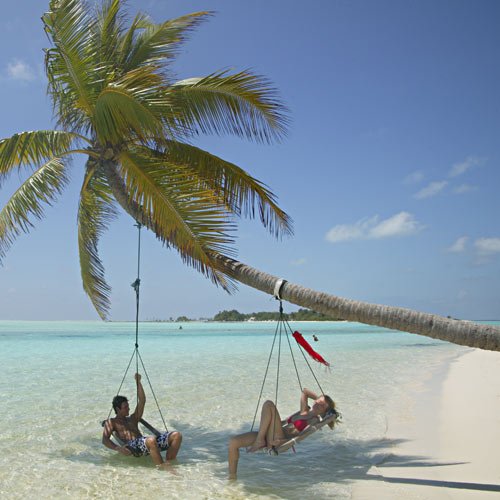 Palmboom Malediven