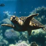 Aqaba, schildpad in de Rode Zee