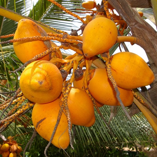 Vruchten Sri Lanka