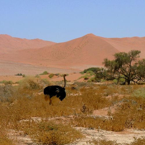 Struisvogel Sossusvlei Namibië