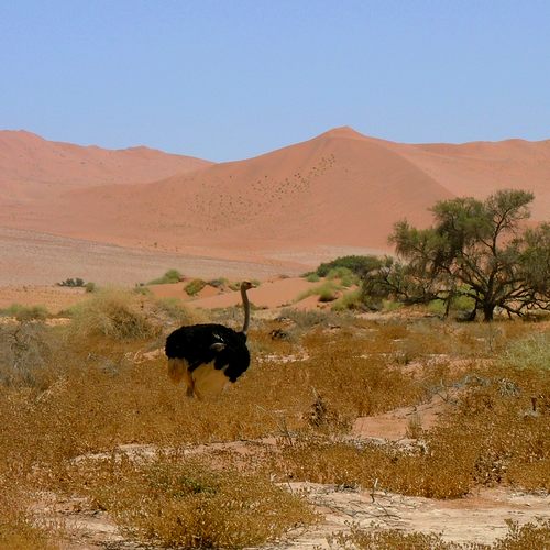 Struisvogel in de Sossusvlei