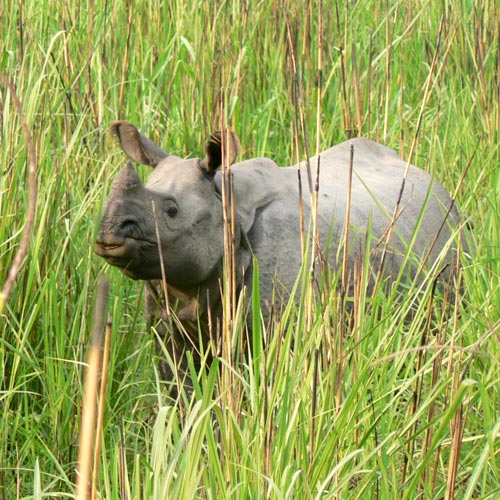 Uitzicht Rhino Resort Chitwan Nationaal Park Nepal