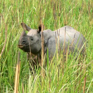 Uitzicht Rhino Resort Chitwan Nationaal Park Nepal