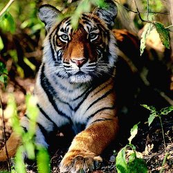 Tijger India