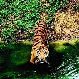 Tijger op rug India
