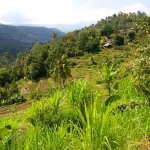 Rijstvelden in Indonesi&euml;