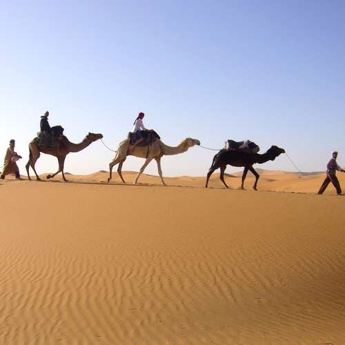 Sahara Kamelen Marokko