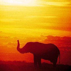 Olifant Zonsondergang Zuid-Afrika