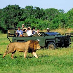 Safari Met Leeuwen Zuid-Afrika