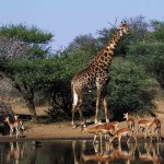 Waterpoel Kruger Nationaal Park Zuid-Afrika