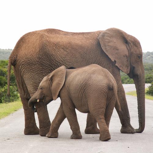 Olifanten in Addo Nationaal Park