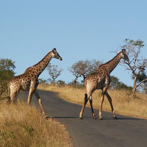 Giraffen Hluhluwe/Umfolozi Nationaal Park Zuid-Afrika