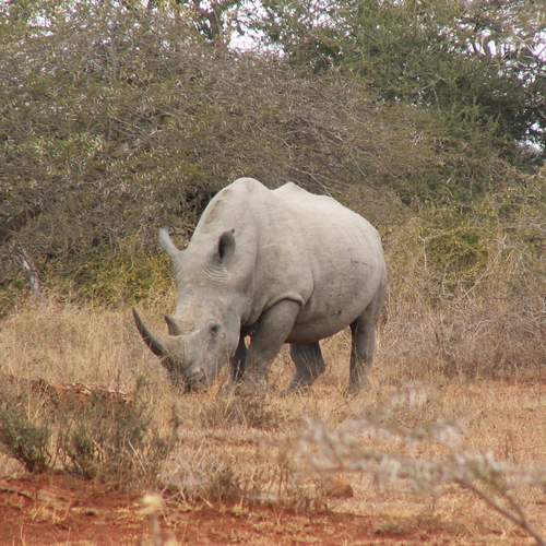 Neushoorn Hluhluwe/Umfolozi Nationaal Park Zuid-Afrika