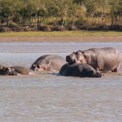 Nijlpaarden St. Lucia Nationaal Park Zuid-Afrika