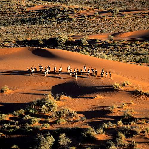 Impalas in de Kalahari-woestijn