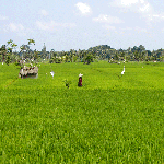 Rijstveld Ubud Indonesië