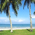 Palmbomen Pangkor Maleisië