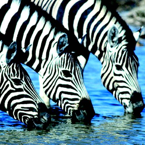 Etosha Safari Camp, zebra's