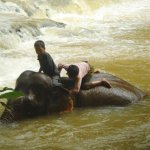 Mondulkiri olifant in water met kinderen