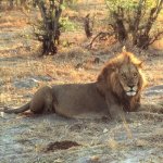 Leeuw Chobe NP