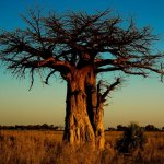Baobab boom Okavango Delta