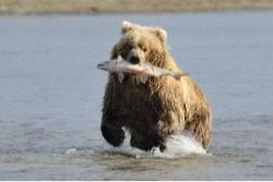 Bear Viewing