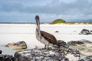 Pelikaan op het strand van Tortuga Bay