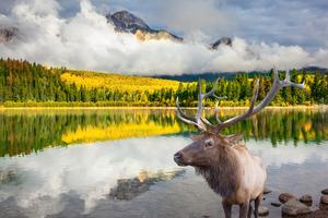 Wildlife Discovery Tour Jasper