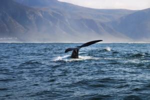 Walvistocht Hermanus