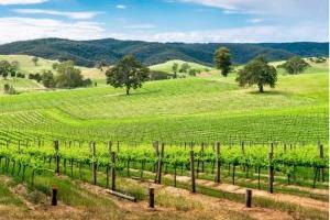 Dagexcursie Barossa Valley inclusief wijnproeverij en lunch