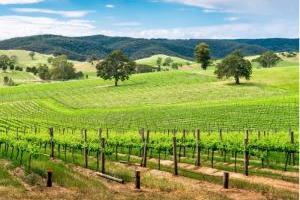Dagexcursie Barossa Valley inclusief wijnproeverij en lunch