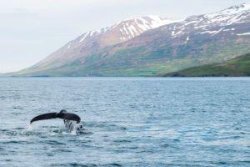 Akureyri - Walvistocht