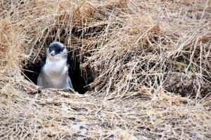 Penguin Parade