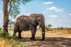 Olifant Kruger Nationaal Park 