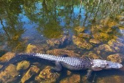 Miami - Everglades tour
