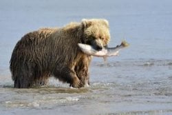 Bear Viewing