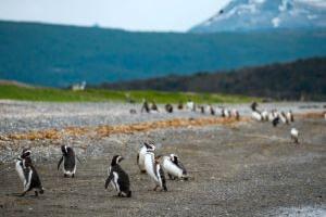 Kolonies zeeleeuwen en pinguïns spotten