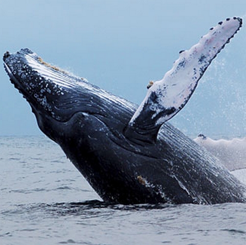 Walvis Marino Ballena