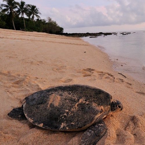 Selingan Turtle Island