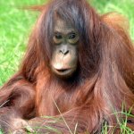 Orang Oetan Sepilok