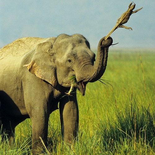 Minneriya, olifant