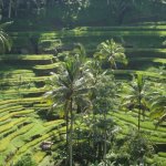 Rijstterrassen Ubud