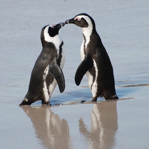 Kaapstad Pinguins