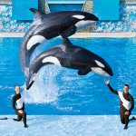 florida sea world